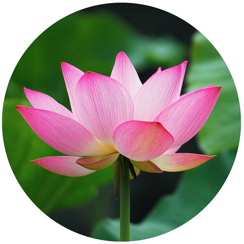 莲花贴画圆形自粘画玻璃门风景莲花装饰画卫生间浴室贴墙画定制