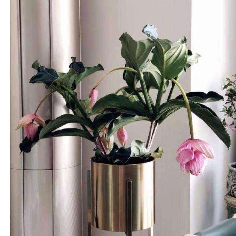 新款宝莲灯花日式庭院花卉好养活植物盆栽客厅摆放办公桌非常容易