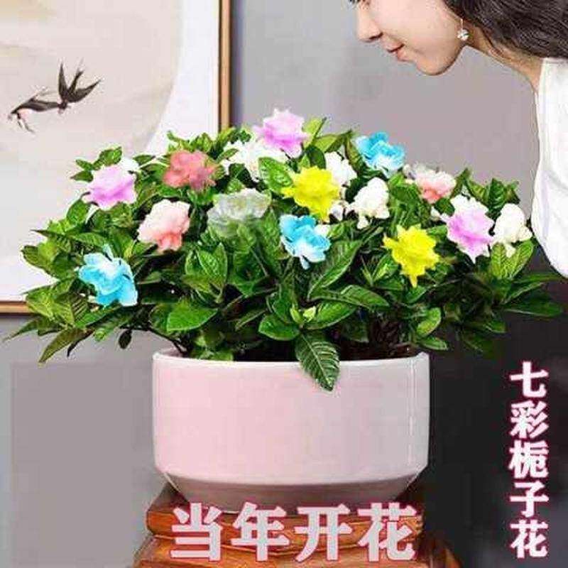七彩栀子花盆栽花卉植物室内四季开花好养阳台盆景办公室带土带盆
