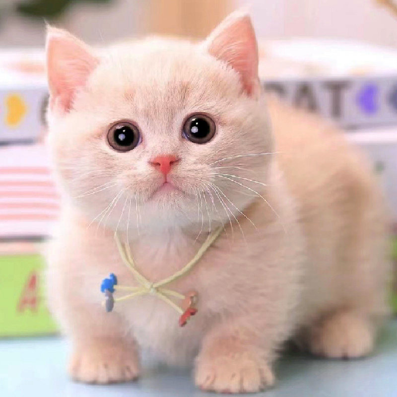 曼基康矮脚猫幼猫蓝白短腿起司乳白拿破仑纯白英短宠物活体猫咪