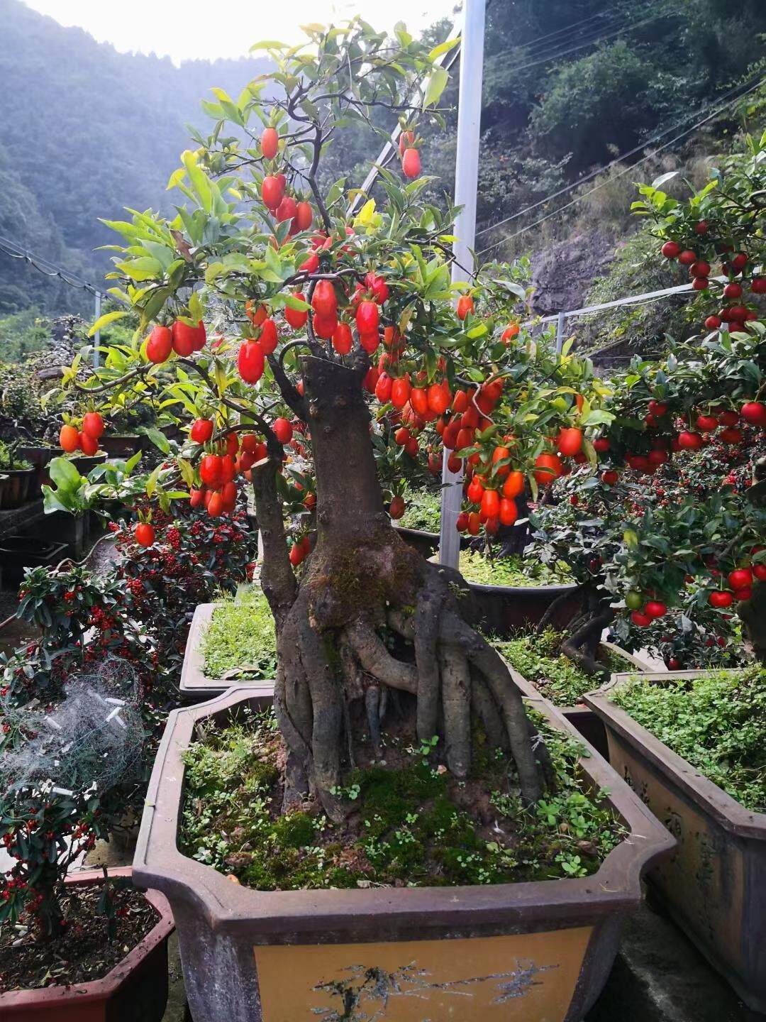 金弹子盆景树苗盆载净化空气四季开花结果带造型母重庆小叶葫芦果