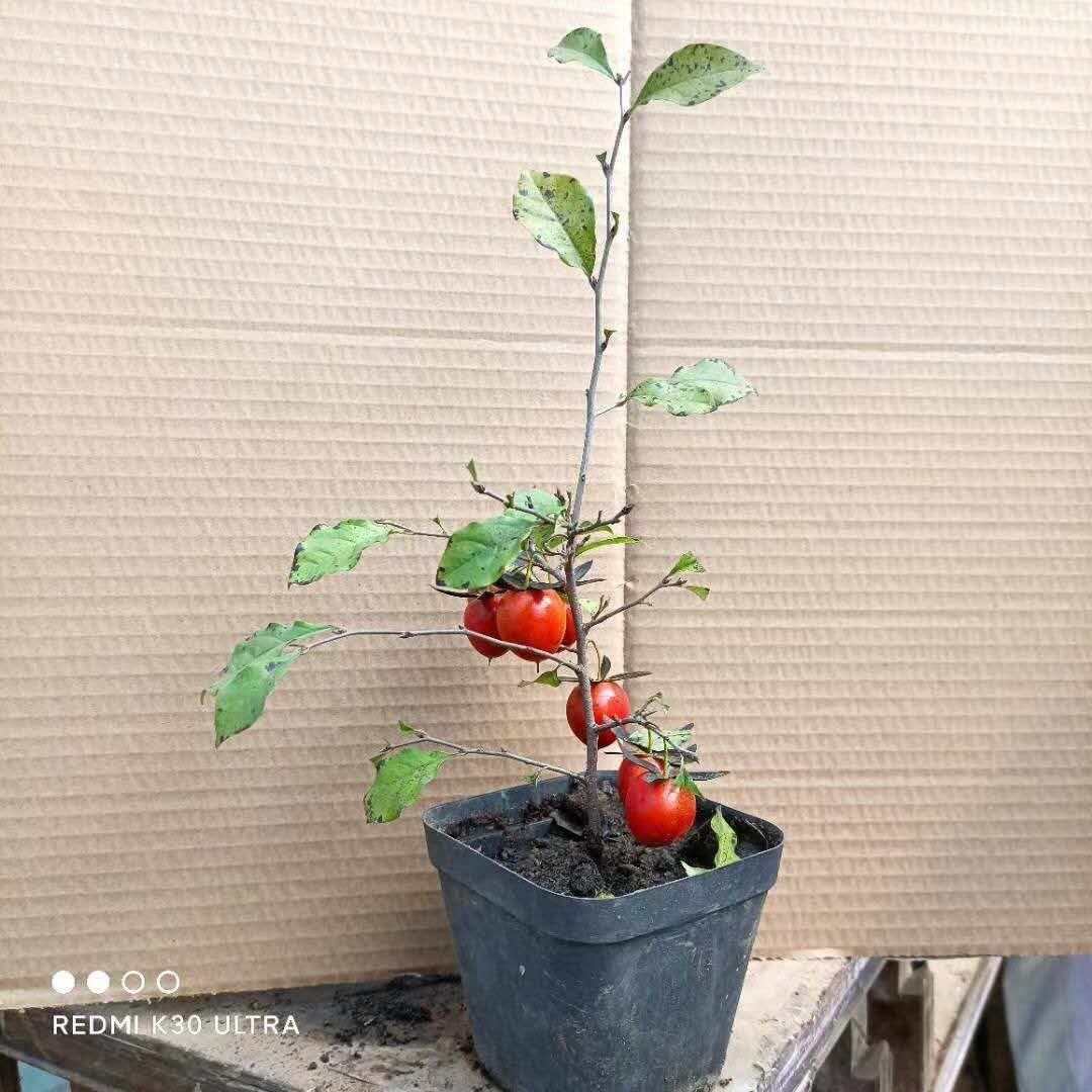 金弹子盆景当年挂果可带果盆栽树苗精品四川小叶中国红小苗公母苗