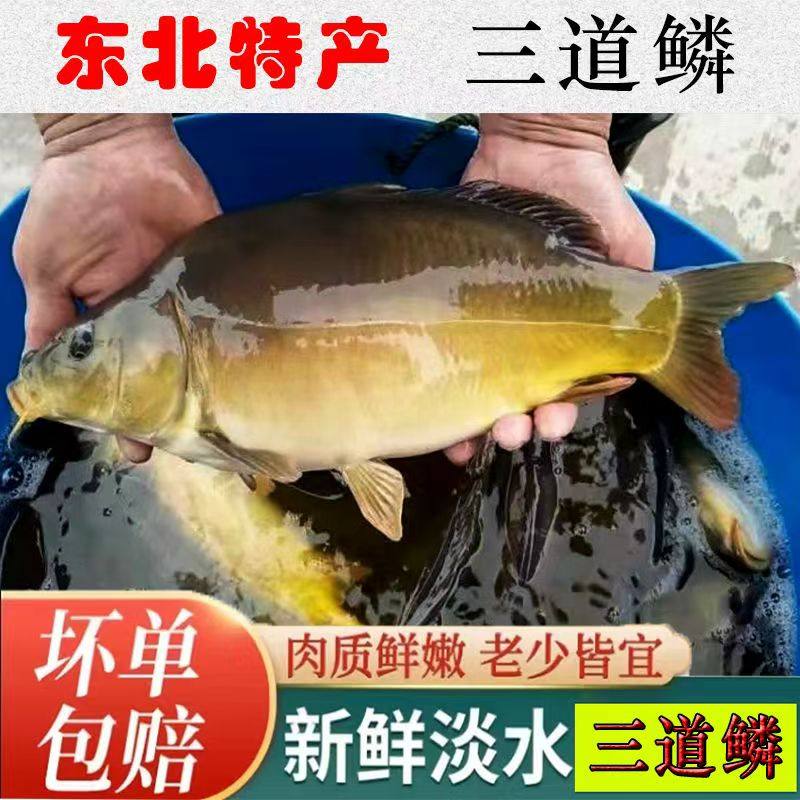 东北三道鳞新鲜冷冻冷水鱼年货