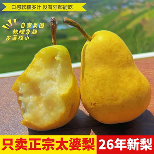 正宗烟台太婆梨香蕉梨新鲜当季孕妇儿童水果老婆梨东北大头丑啤梨
