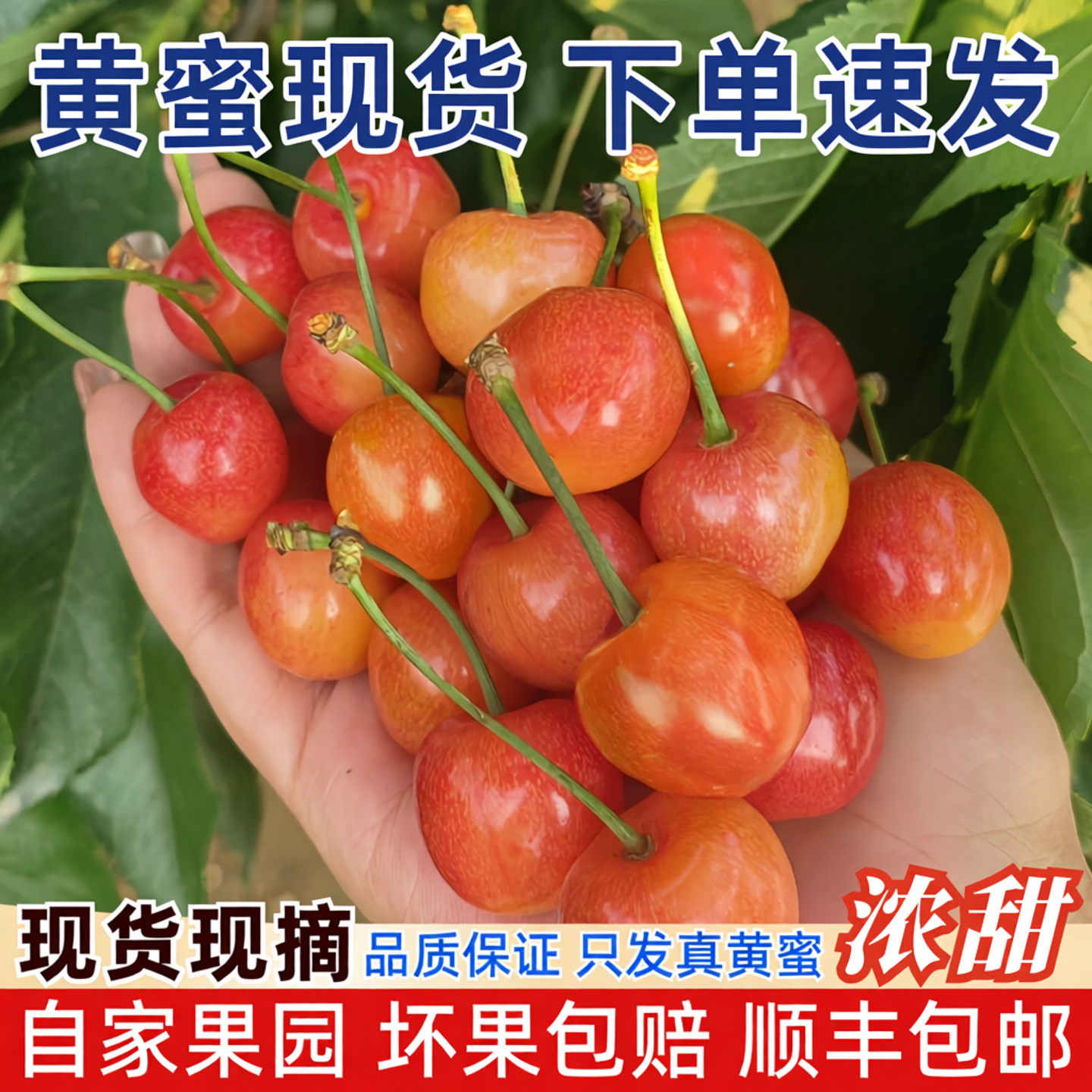现摘山东烟台黄蜜黄水晶樱桃雷尼尔车厘子新鲜水果孕妇水果顺丰