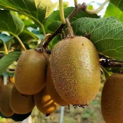 陕西武功县翠香猕猴桃每年限时发售老少皆宜水分充足口感香甜高VC