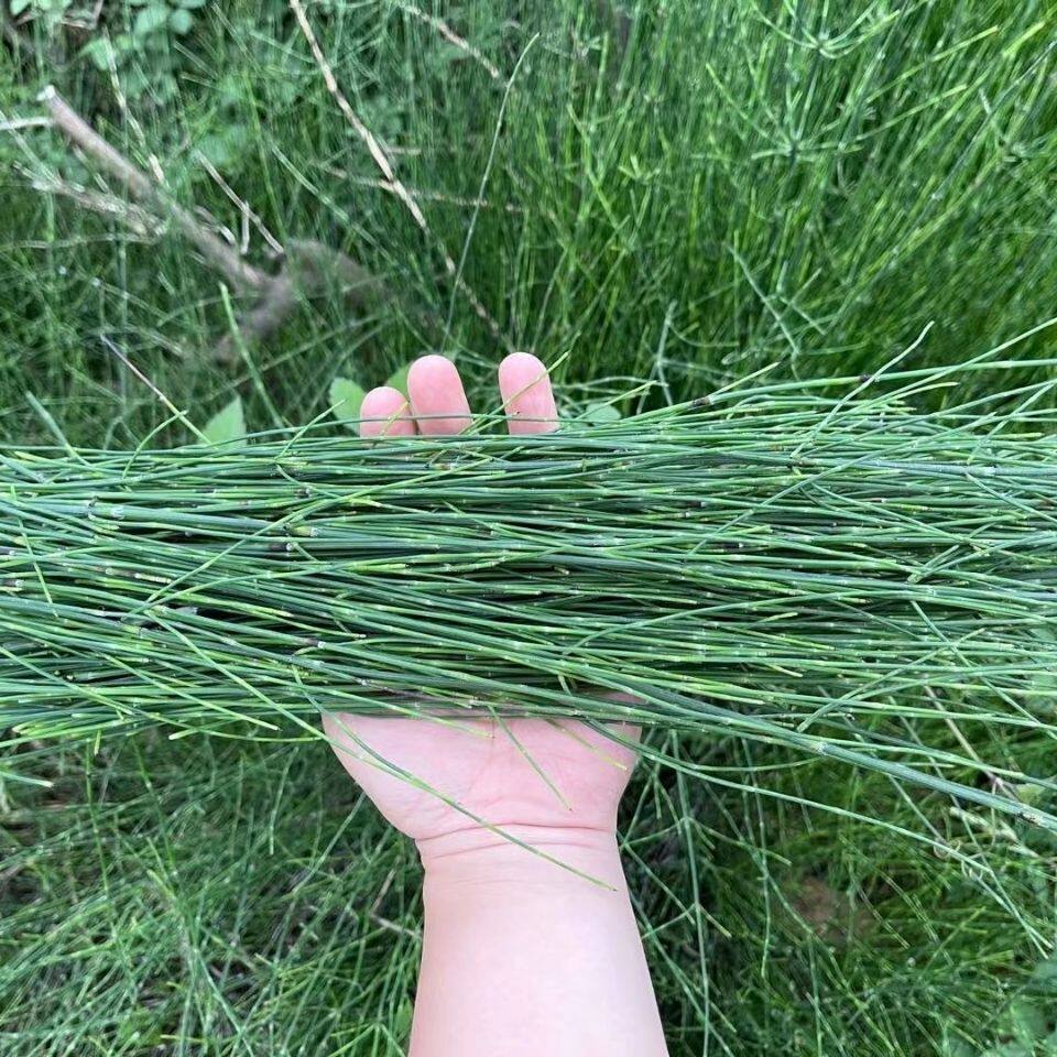 野节节草 新鲜干货木贼草节骨草中药材笔管草打磨500克中草药包邮