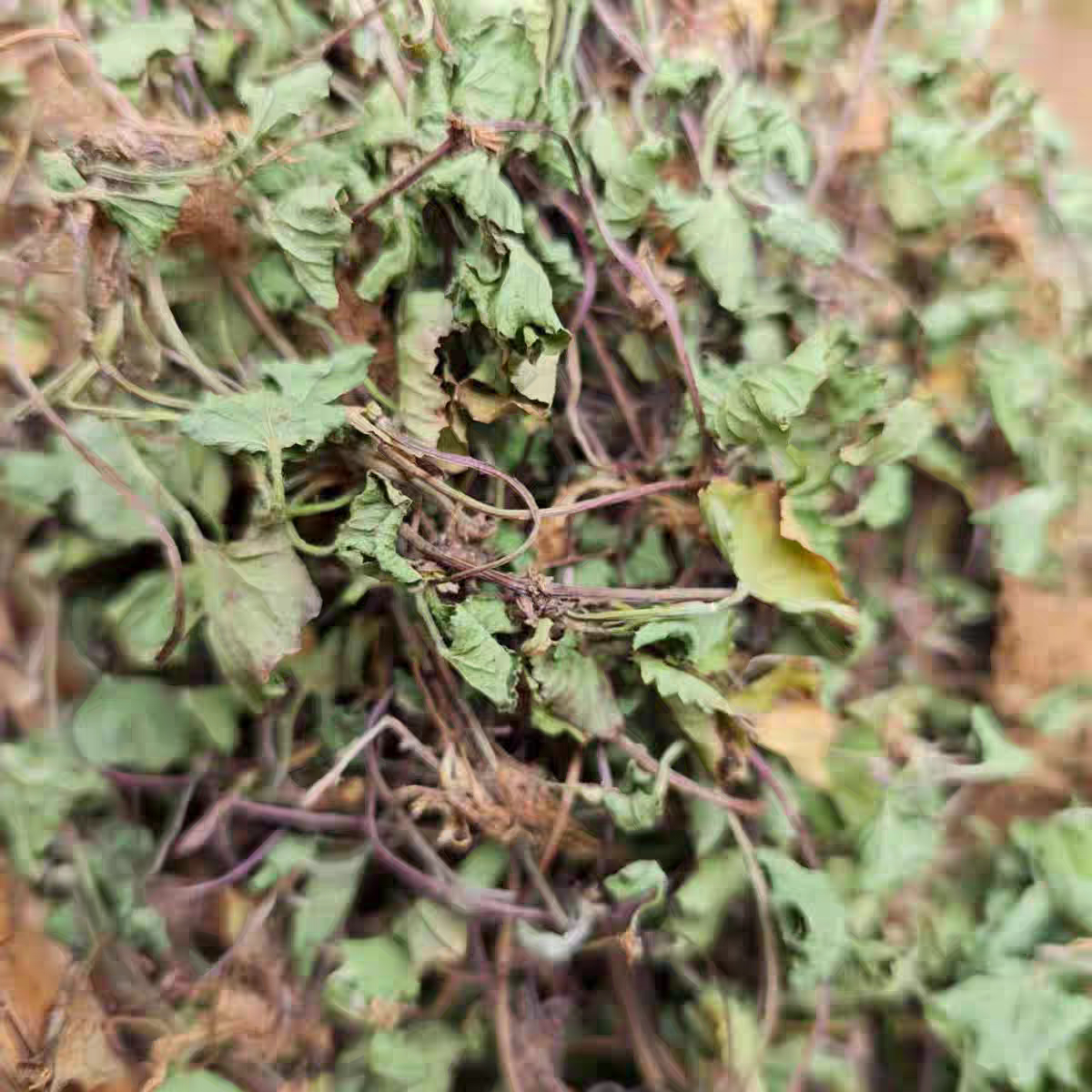 野生积雪草 新货干货破铜钱 崩大碗 缺碗草 满天星 雷公根草 包邮