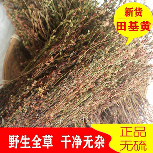 山区田基黄干货500g整颗带根地耳草田基王七寸金寸金草雀舌草新货