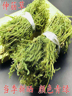 福建纯野生伸筋草中药材狮子草小舒筋草干货正品晒干活络筋骨草