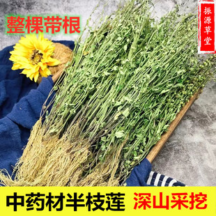 福建中药材半枝莲中药材四方草新货牙刷草整棵带根500g包邮
