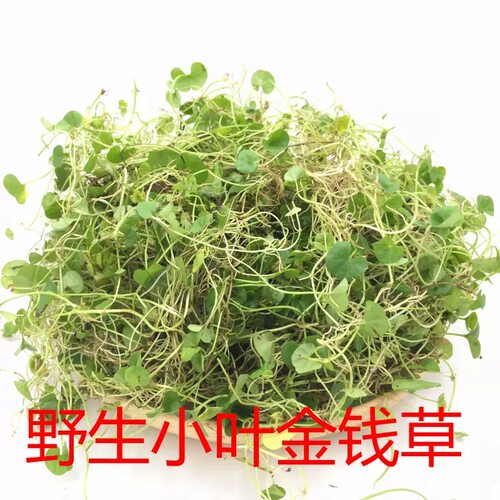 农家小叶金线草晒干新货包邮
