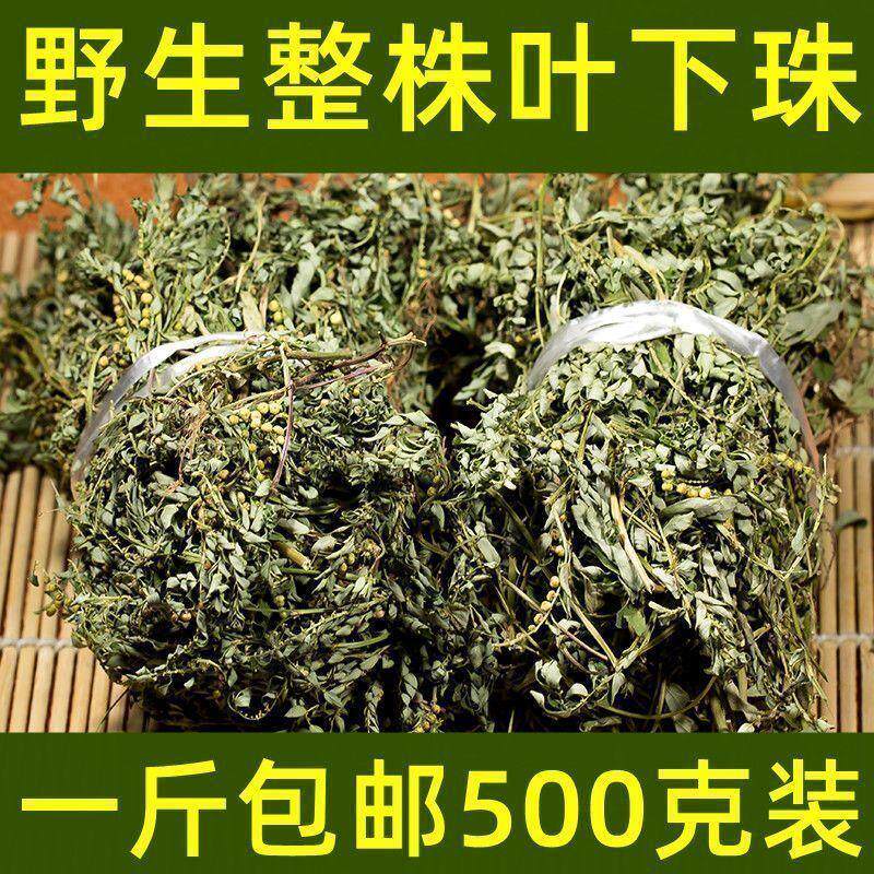 福建今年新货野生叶下珠 珍珠草 夜合草 叶后珠 龙珠草 扎捆晒干