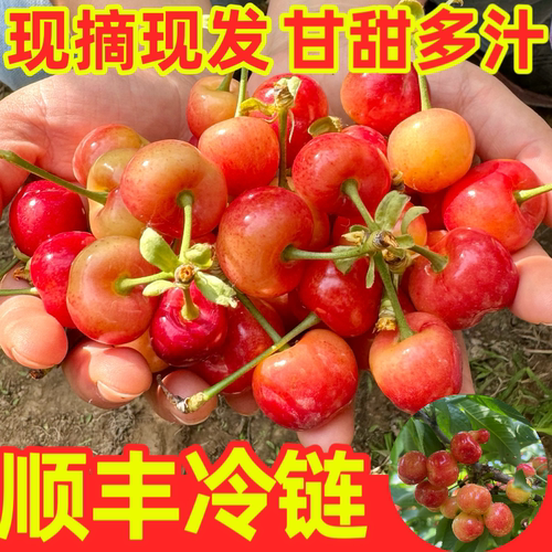 【顺丰冷链】现摘露天陕西布鲁克斯小樱桃2/3/4斤单果22mm-30mm