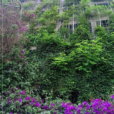 果园绳子花四季爬藤攀爬家用架植物农用花卉防r雨网网种植屏园艺