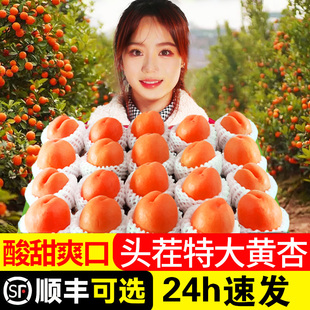 现摘杏酸甜孕妇金太阳杏5斤 杏子新鲜水果陕西大黄杏当季 精选
