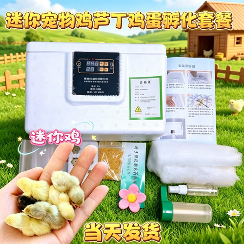芦丁鸡蛋受精蛋可孵化全套 芦丁鸡孵化器家庭萌宠宠物鸡