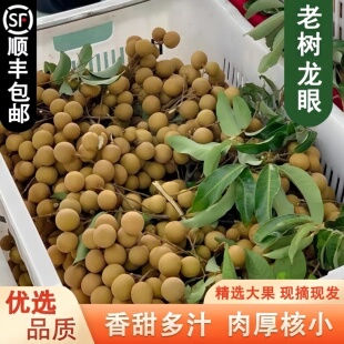 顺丰包邮广东老树龙眼新鲜早熟储良石硖纯甜新鲜当季的水果农家摘