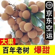 （京东空运）广东龙眼新鲜5斤装高州储良石硖纯甜新鲜水果礼盒装