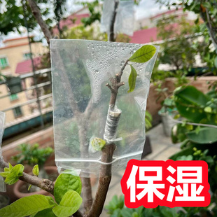 嫁接专用套袋 果树嫁接套袋 嫁接袋塑料袋嫁接保湿袋 自密封口 鲜