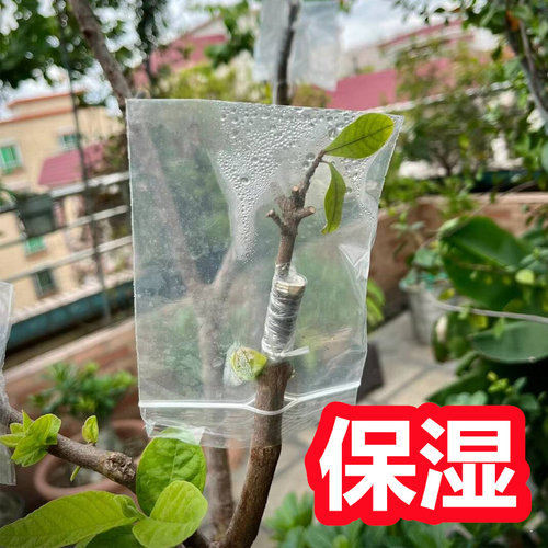 果树嫁接专用套袋保湿保温成活高
