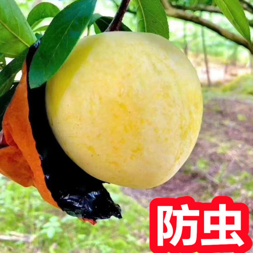 黄金奈李套袋防虫鸟防雨水防日晒