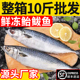 新鲜鲐鲅鱼冷冻鲜活鲅鱼新鲜青占鱼整条鲐鱼深海捕捞燕青鱼鲭鱼