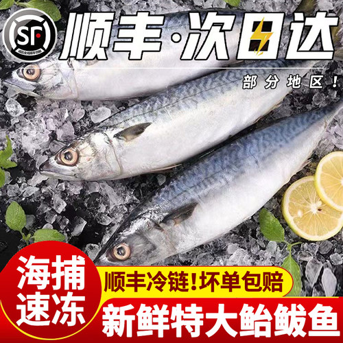 新鲜鲐鲅鱼深海海鱼特大鱼海鲜