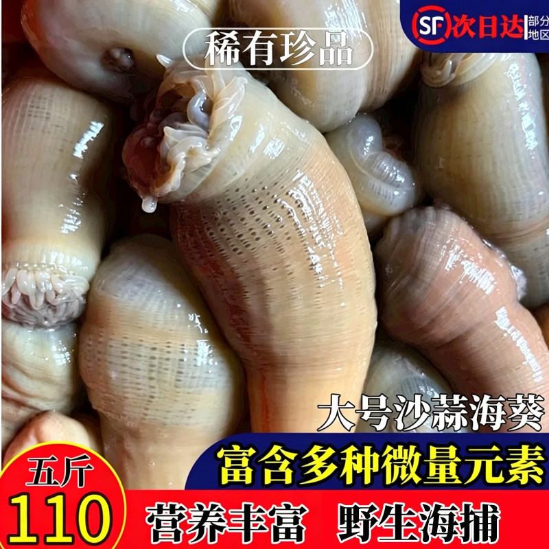 【不满意包退】野生沙蒜海葵海捕图片