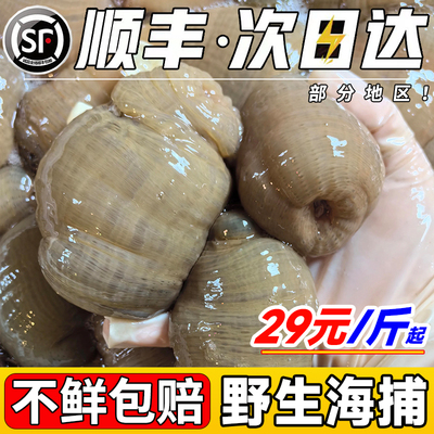 野生沙蒜海葵适合商用烹饪