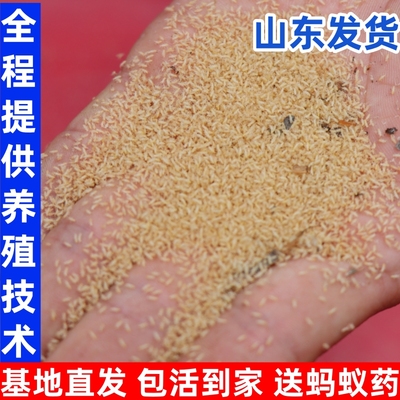 知了猴种子金蝉种子金蝉幼苗