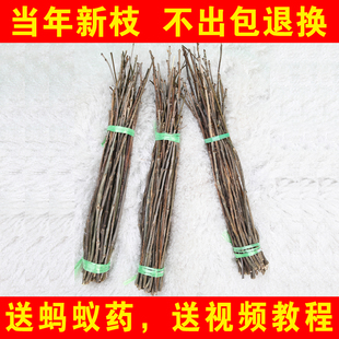 金蝉种卵 知了猴种子 养殖技术 金蝉卵枝种 金蝉苗孵化的卵枝包邮