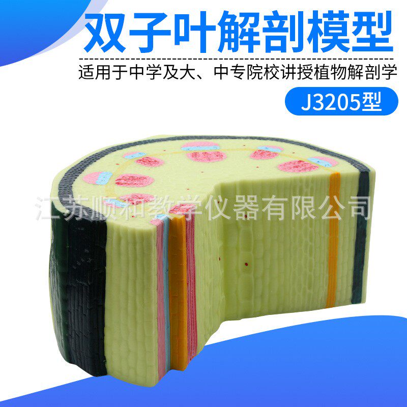 双子叶植物茎模型 结构组织构造标本 放大解剖切面模具XW23