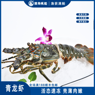 澳角帆船 青龙虾450G/只鲜活冷冻冰鲜青龙虾冷冻大龙虾小青龙海鲜