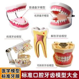 精选人体牙齿结构解剖模型口腔牙模具假牙仿真牙科拔牙教学可拆卸