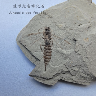 昆虫化石标本侏罗纪白垩纪古生物群科普教学展览收藏天然地质标本