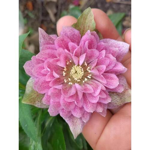 50元两颗包邮铁筷子圣诞玫瑰盆栽绿植常绿庭院开花植物重瓣