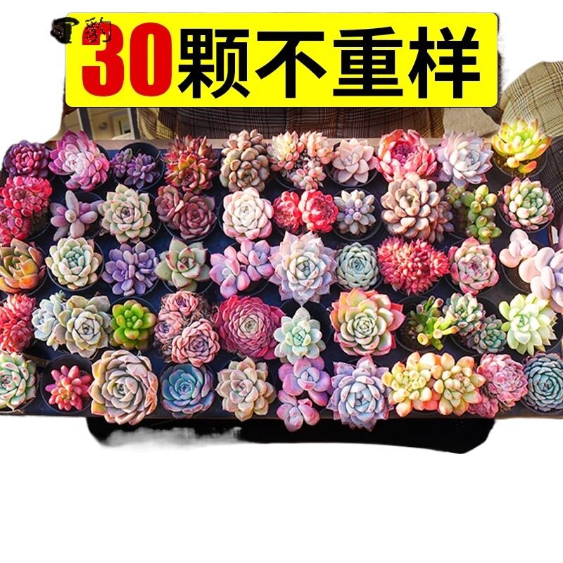 多肉植物室内盆栽精品名贵九尾狐玉露大颗老桩高端花卉绿植生石花
