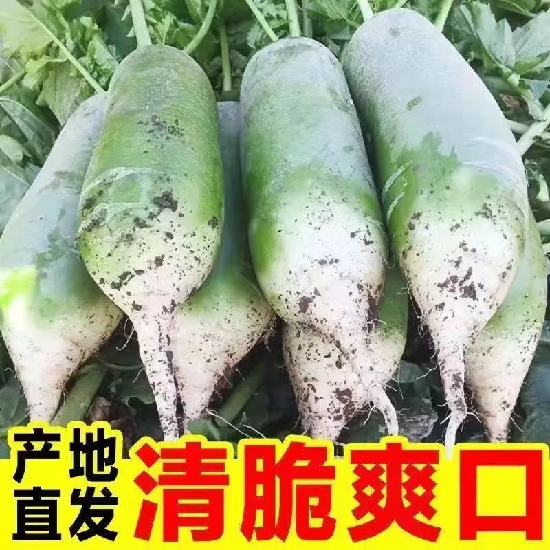 绿心萝卜新鲜生吃甜脆水果萝卜农家沙地新鲜蔬菜青萝卜白萝卜