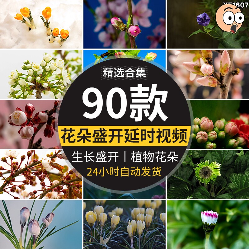 春天植物花草春暖花开花朵鲜花生长盛开绽放过程延时实拍视频素材