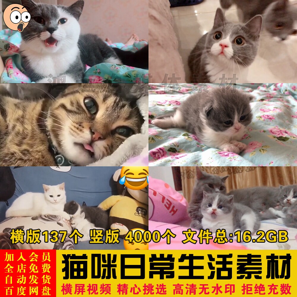 可爱宠物萌宠卖萌小奶猫咪抖音快手自媒体短视频设计剪辑背景素材