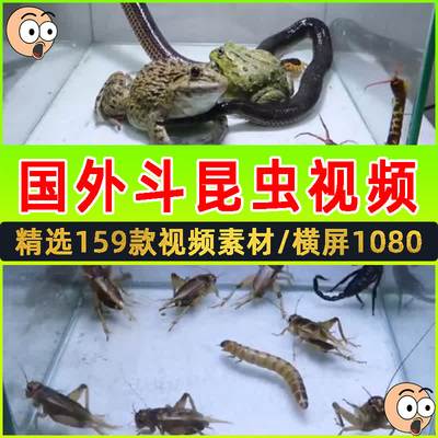 国外斗蛐蛐昆虫视频素材抖音快手猎奇动物试验测试战斗力解说剪辑