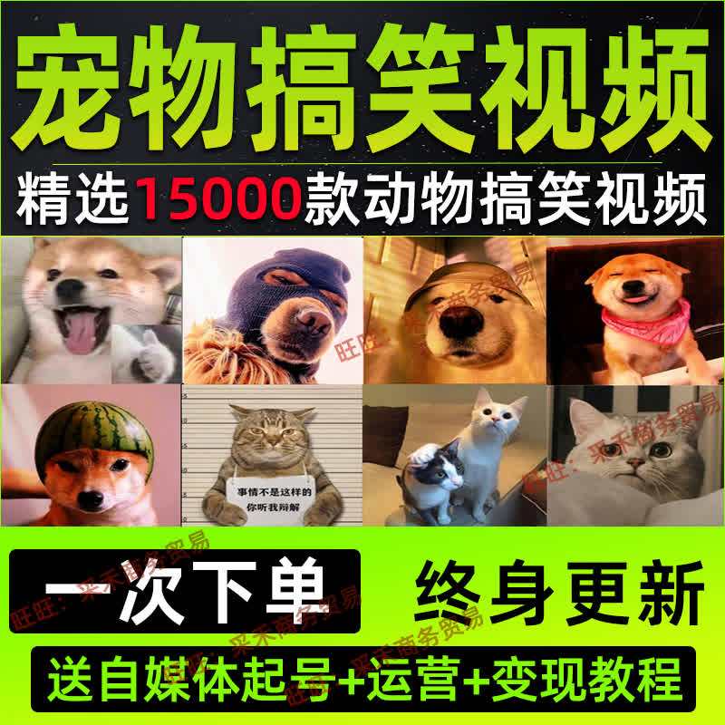 宠物搞笑短视频素材国外沙雕二哈狗狗猫咪哈士奇萌宠动物狗子拉车