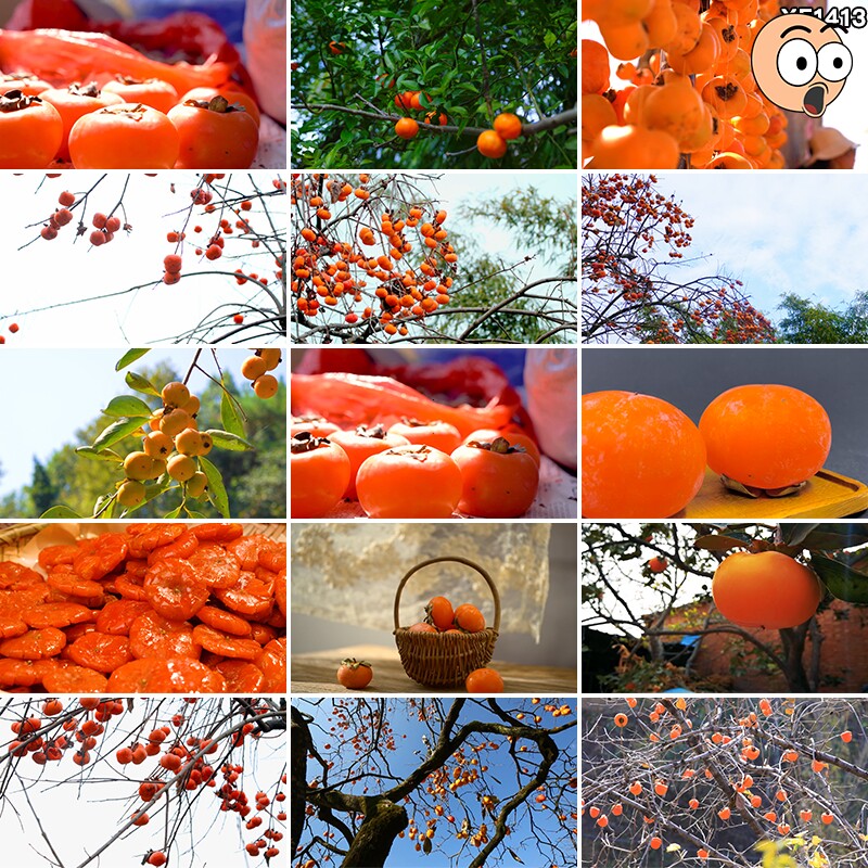 秋季农业种植柿子树柿子饼枝头成熟丰收柿子水果实拍高清视频素材