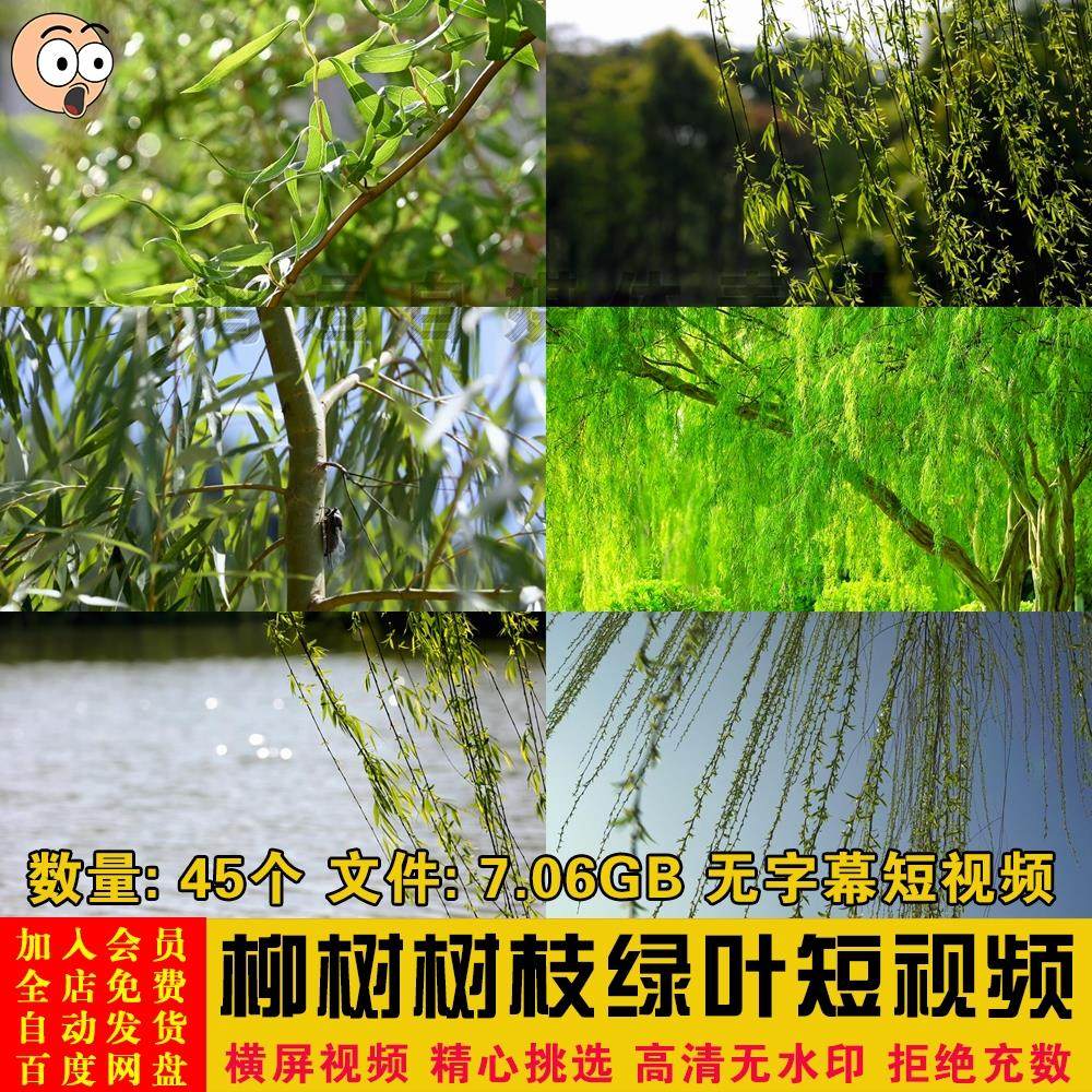 高清实拍春季春天柳树柳叶柳芽垂柳树枝特写抖音短视频剪辑素材