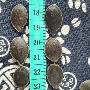 2025大颗粒黑色南瓜子籽生籽生货炒后开口黑金刚炒货原料黑农产品