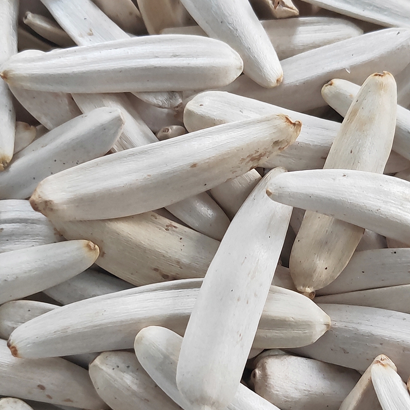 25年天山雪葵白马牙牙签细长瓜子