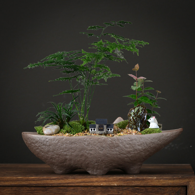 四方长方陶瓷盆景盆发财树金弹子多肉蝴蝶兰紫砂光面花盆马槽包邮