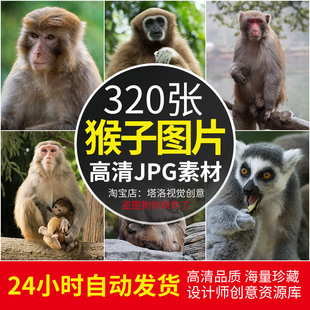 高清JPG素材小猴子图片猕狐猴长臂猿幼崽爬树野生灵长类动物照片