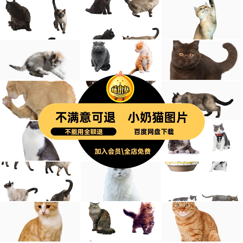 宠物奶猫图片猫咪花猫小猫猫咪图片透明背景图片素材可爱免扣PN